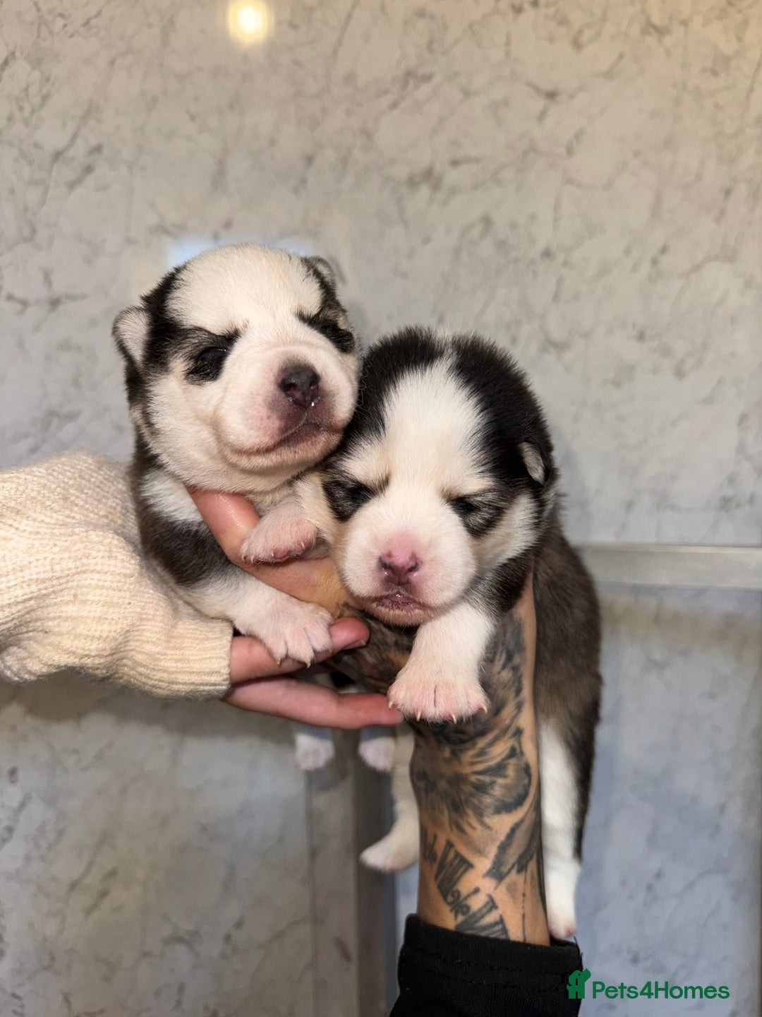 Pomsky dogs for sale: Lilac sired F2 masked Pomsky blue eyes  - Image 16