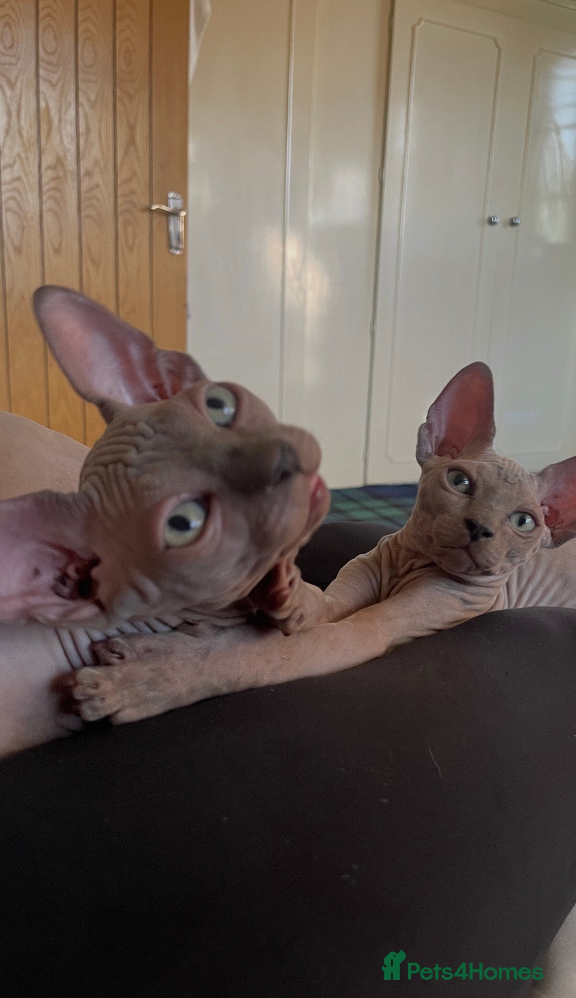 Sphynx cats Sphynx Kittens - European Champion Bloodlines - Advert 1