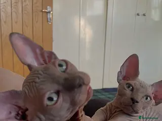 Sphynx cats Sphynx Kittens - European Champion Bloodlines - Advert 1