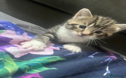 Mixed Breed cats for sale: Beautiful kitten for sale  - Image 4