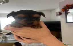 Yorkshire Terrier dogs for sale: Yorkshire Terrier Puppies  - Image 4