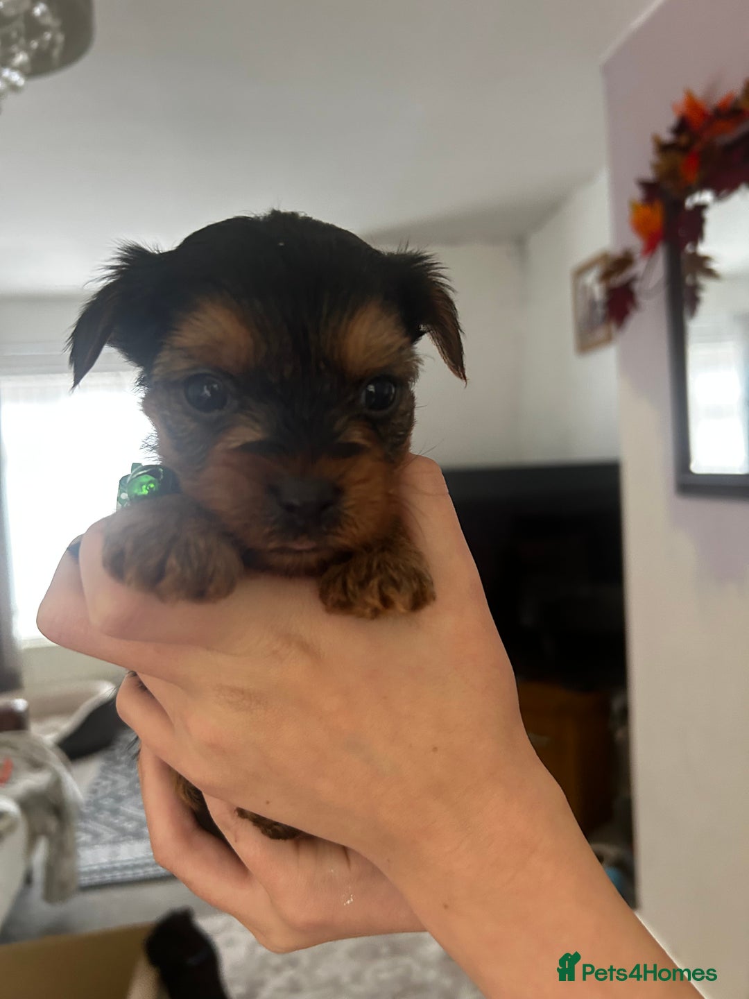Yorkshire Terrier dogs for sale: Yorkshire Terrier Puppies  - Image 4