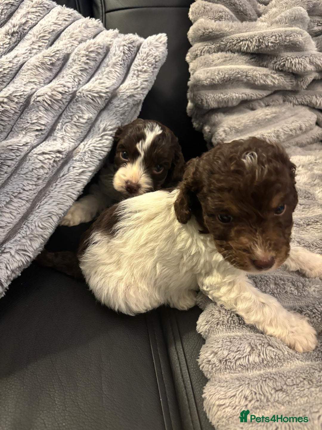 Cockapoo dogs for sale: 2 male cockapoo puppies  - Image 3