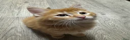 Mixed Breed cats for sale: Fluffy ginger male - Advert 3