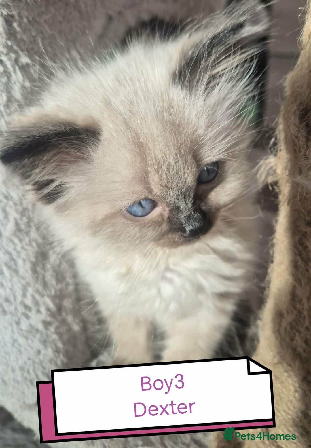 Ragdoll cats for sale: Beautiful ragdolls  - Advert 5