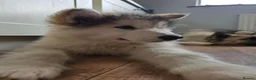 Alaskan Malamute dogs for sale: Pretty Alaskan Malamute  in Salisbury - Advert 4