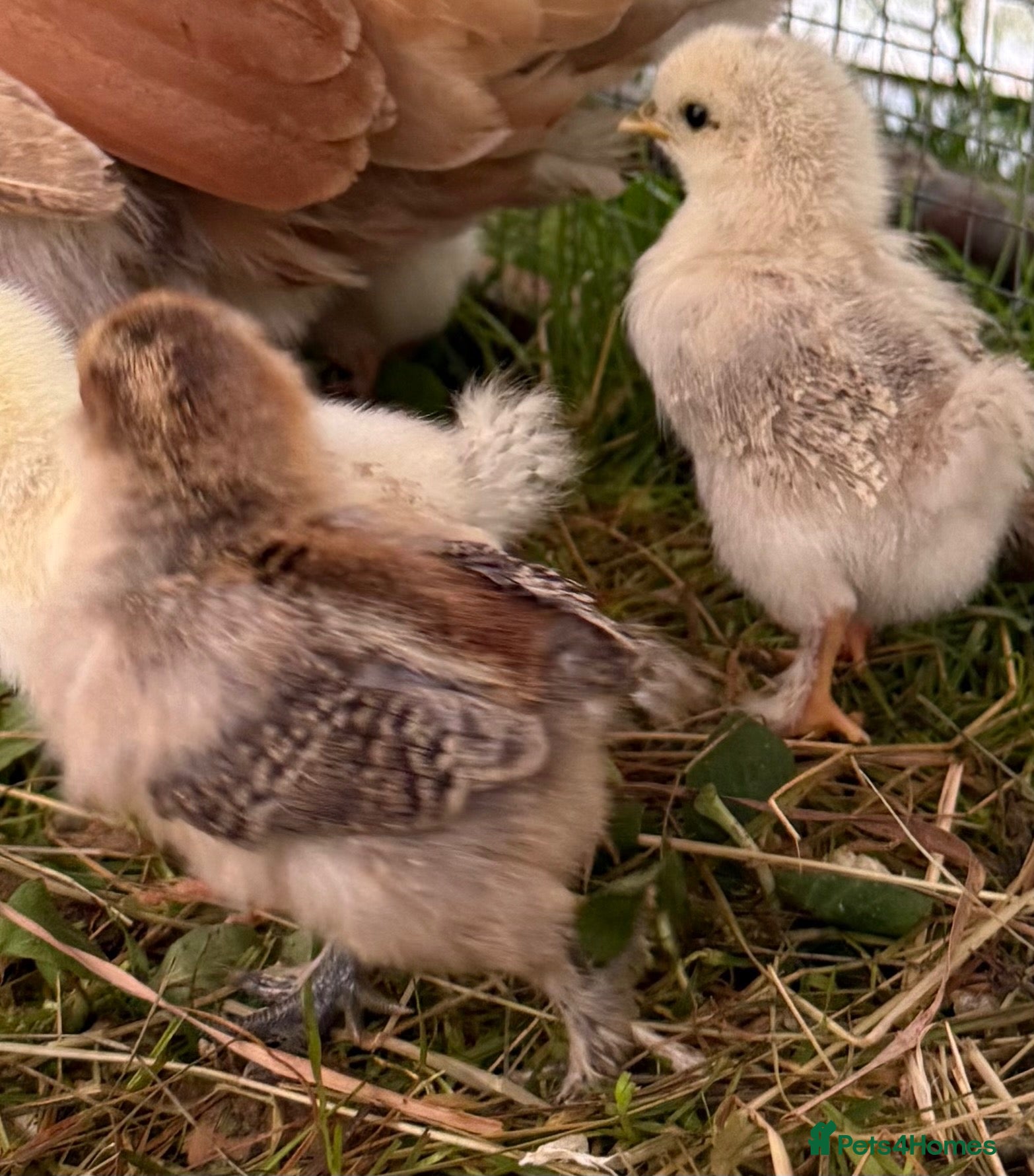 Chickens poultry 🐣 8 GORGEOUS 2 WEEKS OLD SILKIE CHICKS AVAILABLE  - Advert 2