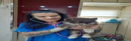 Pomsky dogs for sale: F3 pomsky puppy's for sale  - Advert 17