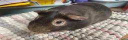 Guinea Pig rodents for sale: Two Pairs of Lovely Boys - Advert 2