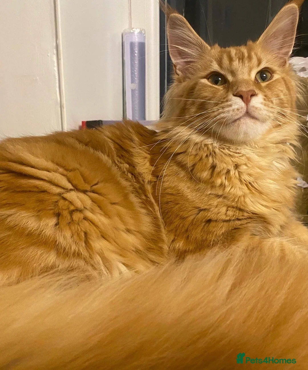 Maine Coon cats for sale: Maine coon kittens reds stunning pedigree’s  - Advert 24