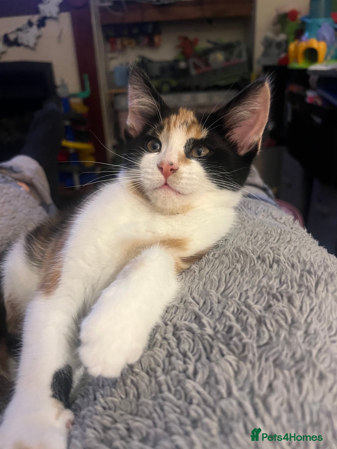 Mixed Breed cats for sale: Maine coon mix for sale - Advert 18