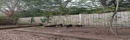 Chickens poultry for sale: 5 x black rock chickens for advert cowst - Advert 3