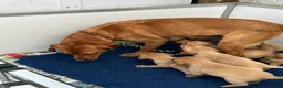 Labrador Retriever dogs for sale: Quality Fox Red Labrador pups KC reg  - Advert 9
