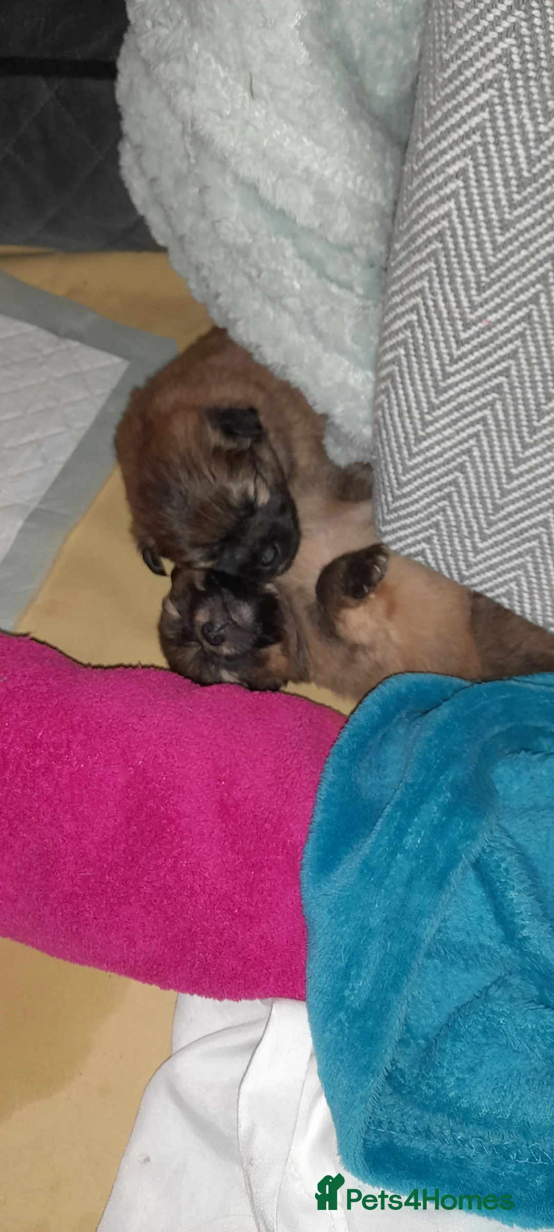 Pomchi dogs for sale: Boy pomchis  - Advert 5