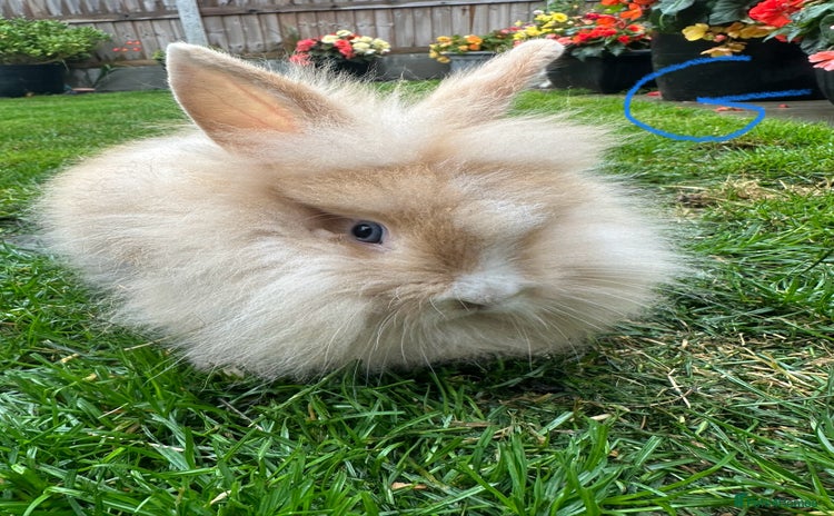 Lionhead rabbits - Advert 5