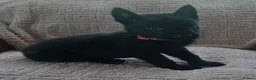 Belgian Shepherd Dog dogs for sale: Belgian malinois puppies KNVP  - Advert 3