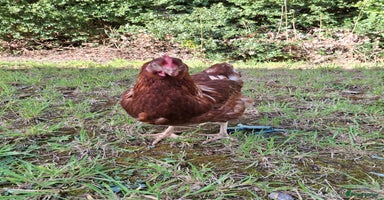 Chickens poultry - Advert 14