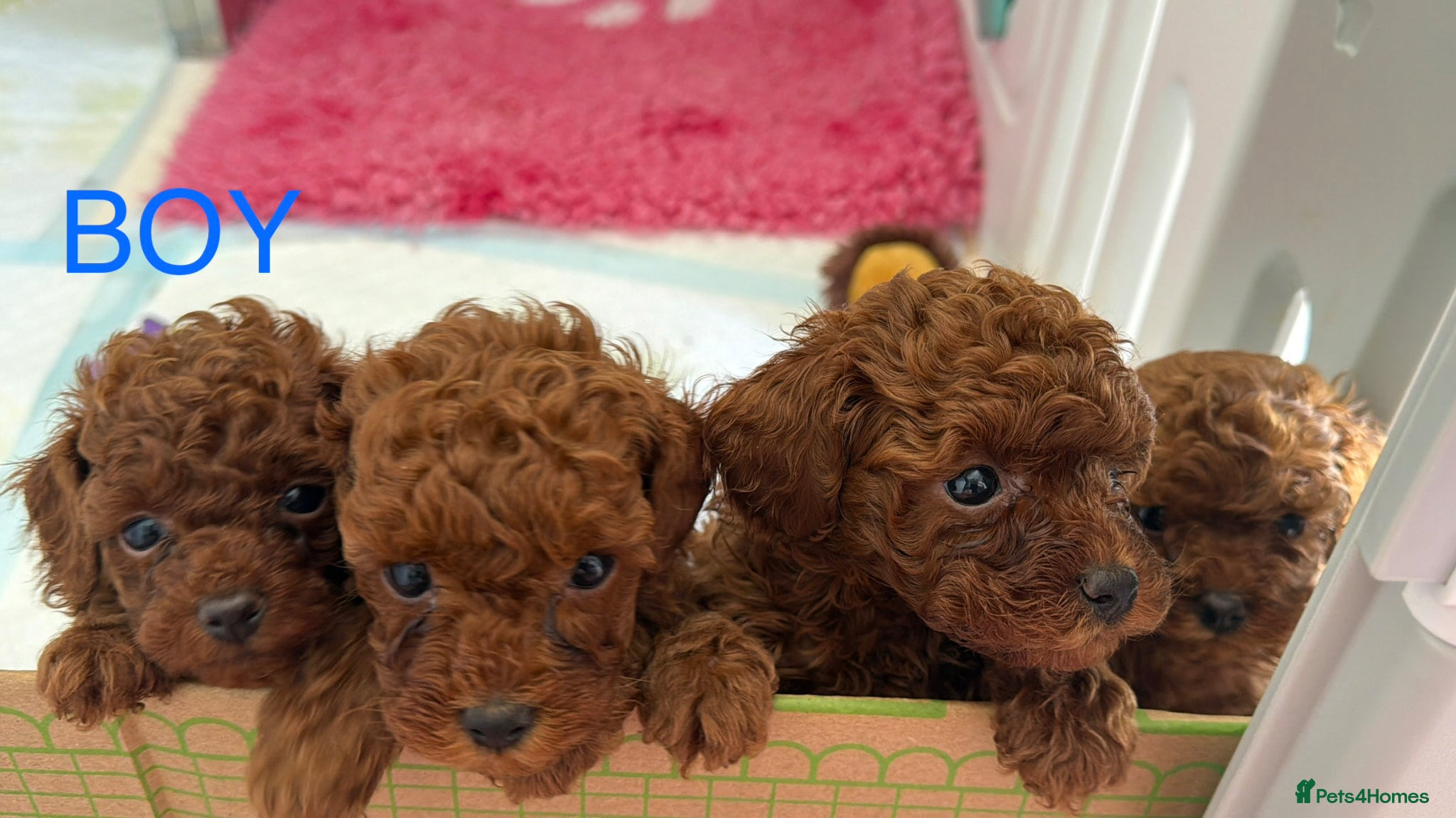 Toy Poodle dogs Boys Asian/toy poodle DNA tested - Advert 10