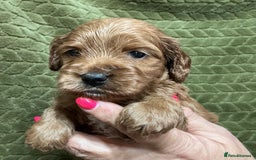 Cockapoo dogs for sale: F1 Cockapoo puppies  - Image 2