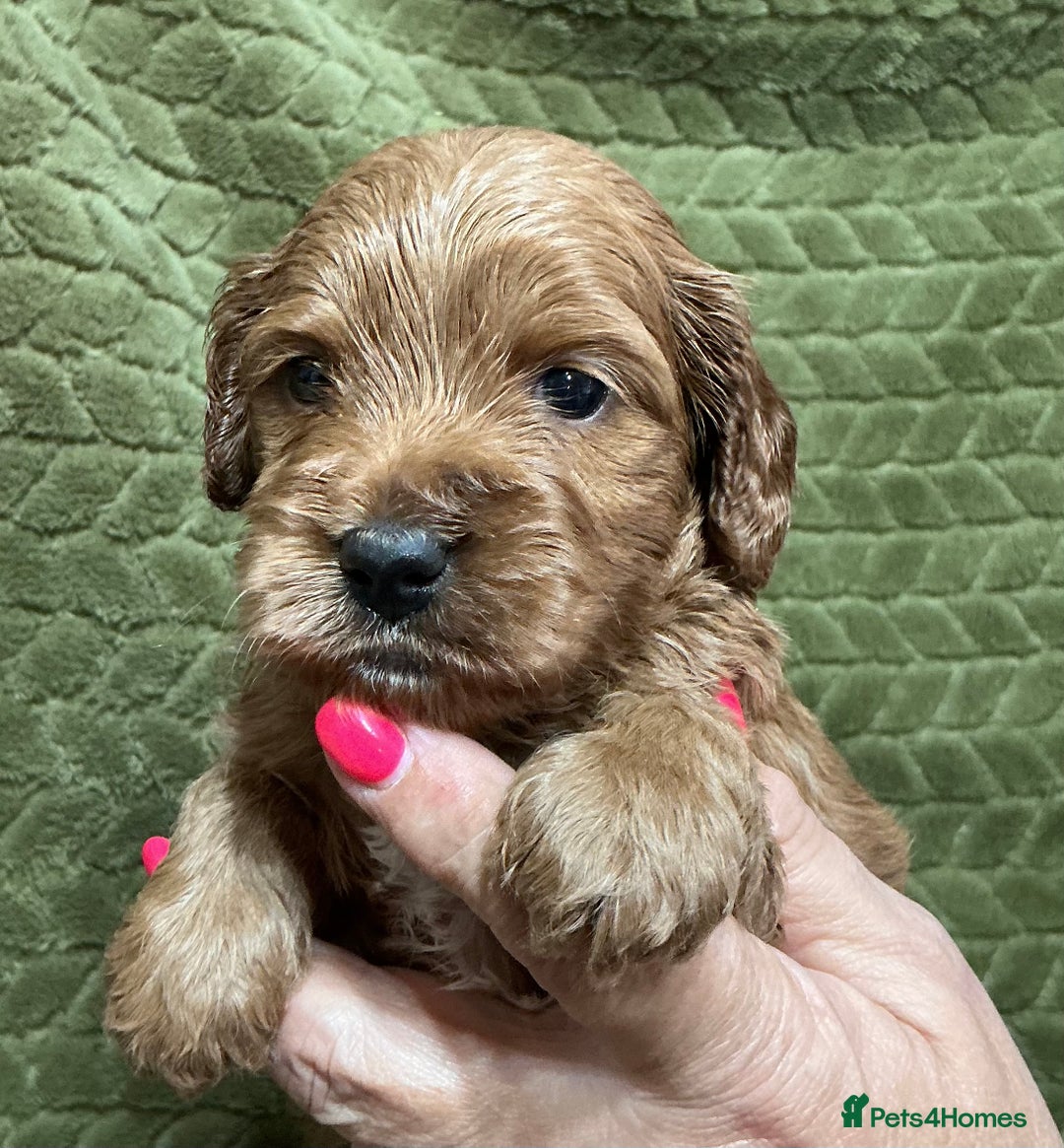 Cockapoo dogs for sale: F1 Cockapoo puppies  - Image 2