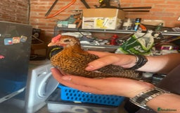Chickens poultry for sale: Golden pencil Hamburgs - Image 1