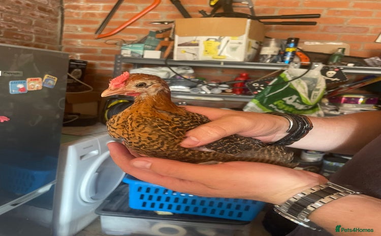 Chickens poultry - Advert 1