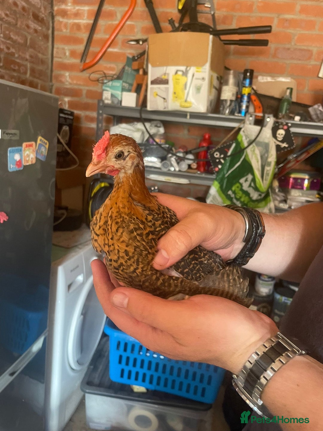 Chickens poultry for sale: Golden pencil Hamburgs - Image 1
