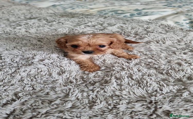 Cavapoo dogs Toy F1 Cavapoo (READY NOW) - Advert 6
