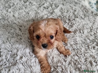 Cavapoo dogs Toy F1 Cavapoo (READY NOW) - Advert 12