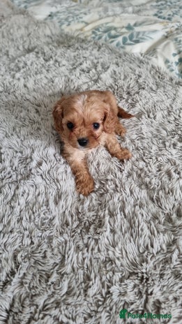 Cavapoo dogs Toy F1 Cavapoo (READY NOW) - Advert 6