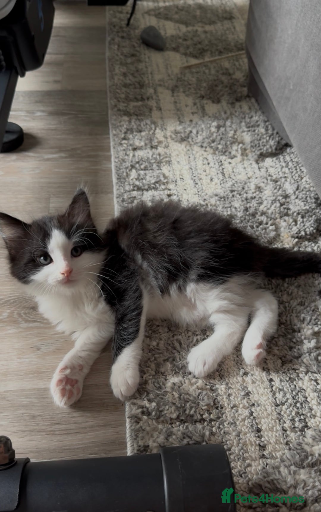 British Longhair cats for sale: 3 Gorgeous Fluffy Cuddly Babies! - Image 19