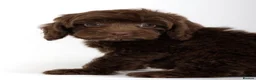 Cavapoo dogs for sale: DNA health tested Beautiful F1b Cavapoos - Advert 15