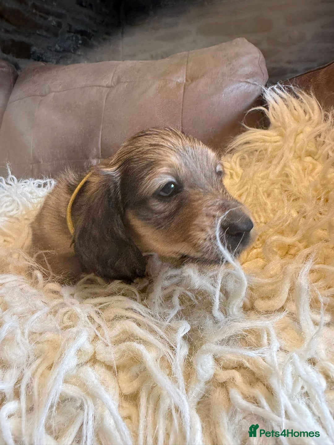 Miniature Dachshund dogs for sale: Beautiful Cream long haired Dachshunds  - Image 6
