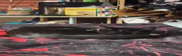 Domestic Shorthair cats for sale: maggie  - Advert 13