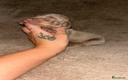 Miniature Dachshund dogs for sale: Perfecf kc miniature dachshunds - Image 9