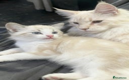 Maine Coon cats for sale: Gorgeous RARE Maine coon X Siamese Kitty 🩷 - Image 7