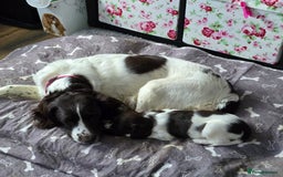 English Springer Spaniel dogs for sale: Stunning Pedigree Registered Pups - Image 35