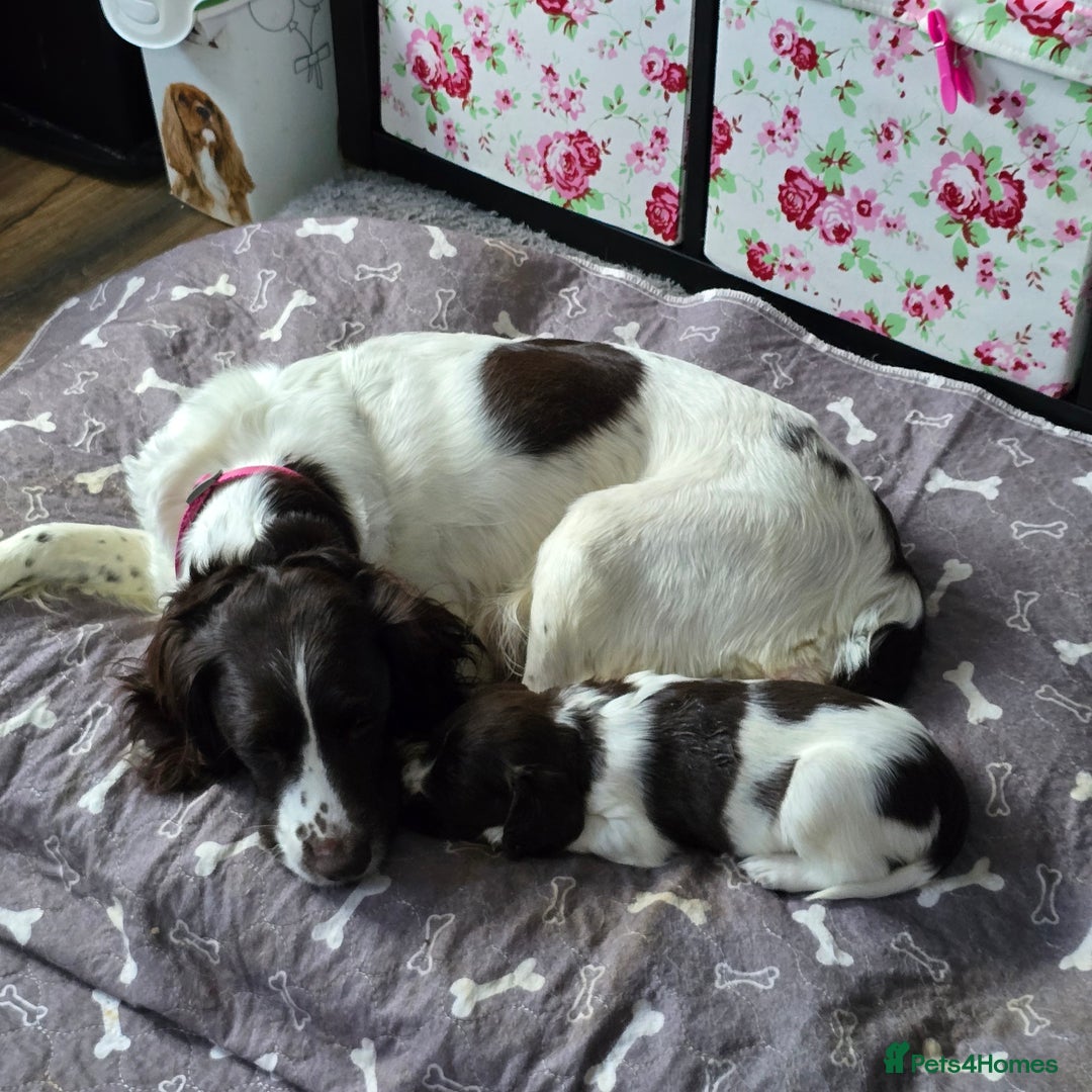 English Springer Spaniel dogs for sale: Stunning Pedigree Registered Pups - Image 35