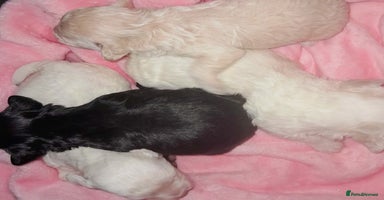 Maltipoo dogs - Advert 2
