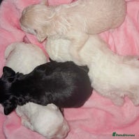 Maltipoo dogs - Advert 5
