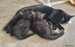 British Shorthair cats for sale: British shorthaired mixed with Ragdoll kitten - Image 6