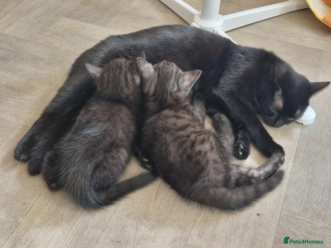 British Shorthair cats for sale: British shorthaired mixed with Ragdoll kitten - Image 6