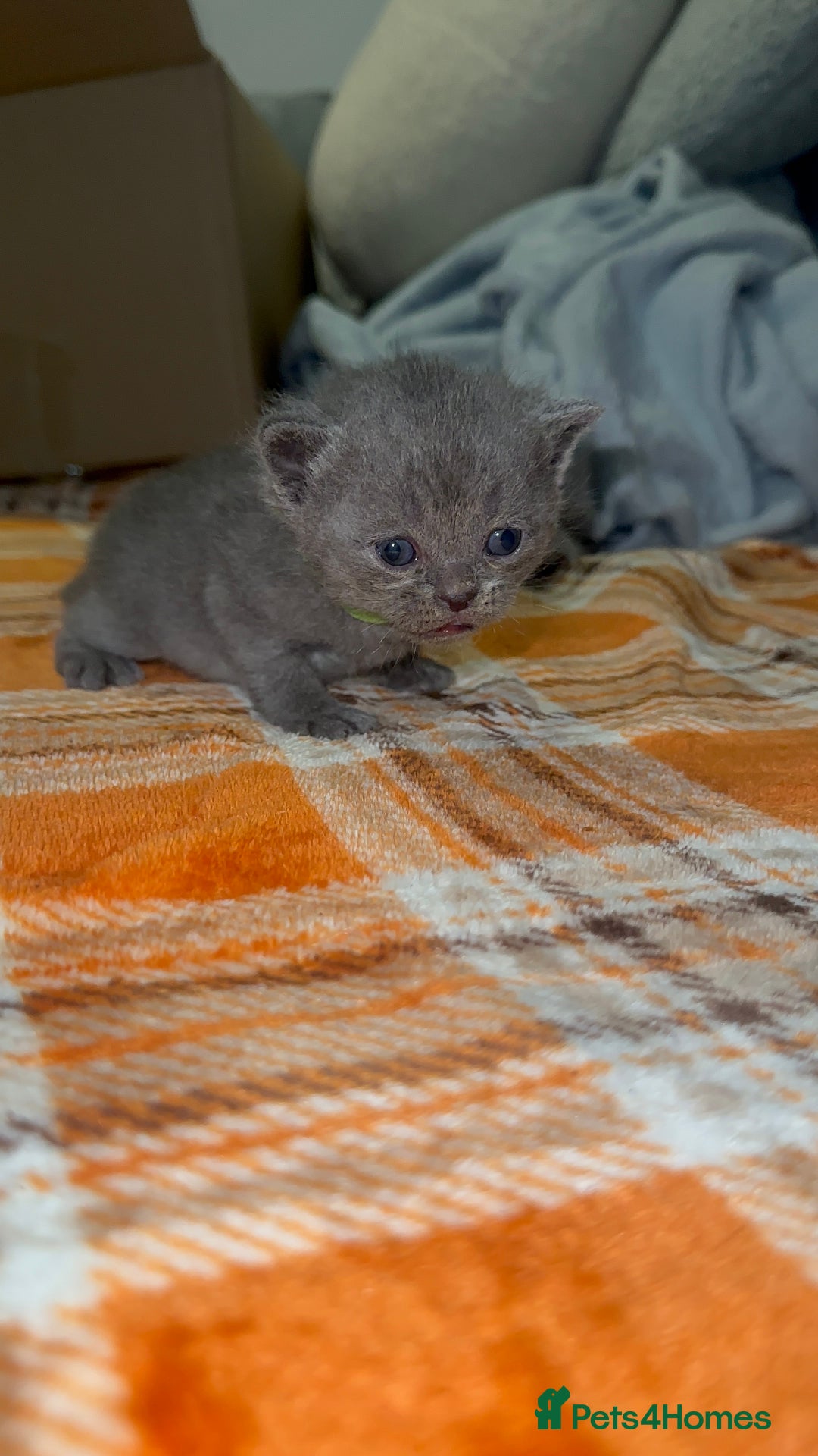 British Shorthair cats for sale: Stunning British Short Hair Kittens - Image 13