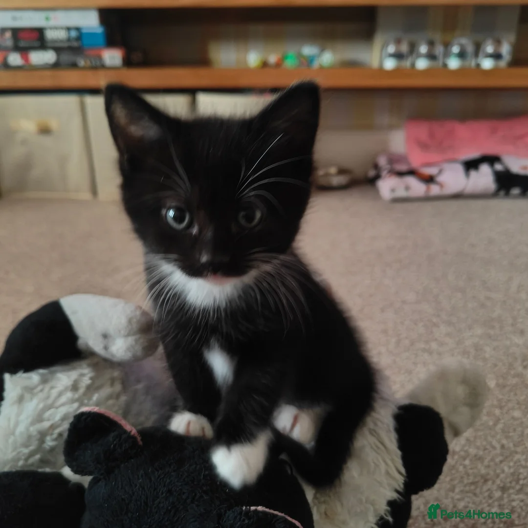 Domestic Shorthair cats for sale: KITTENS FOR SALE. READY AT 8 WEEKS - Advert 2