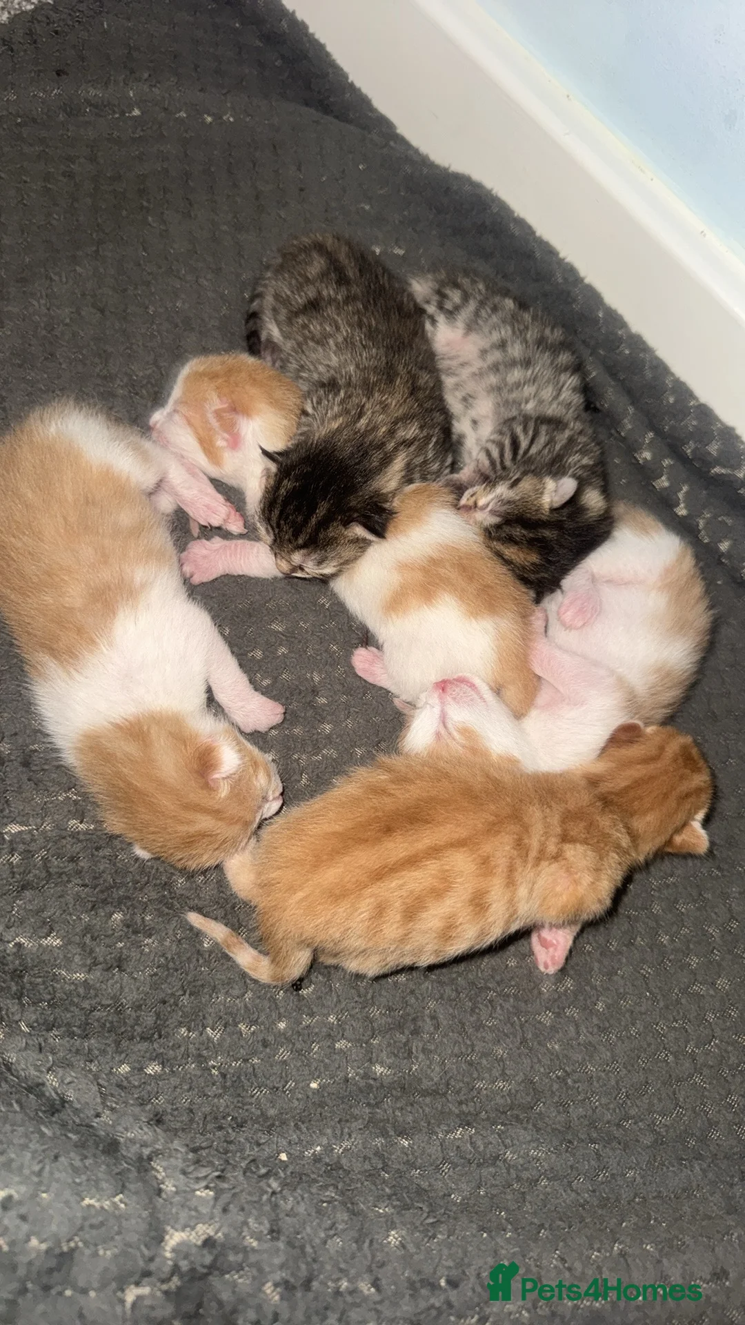 Mixed Breed cats for sale: 6 gorgeous kittens  - Advert 8