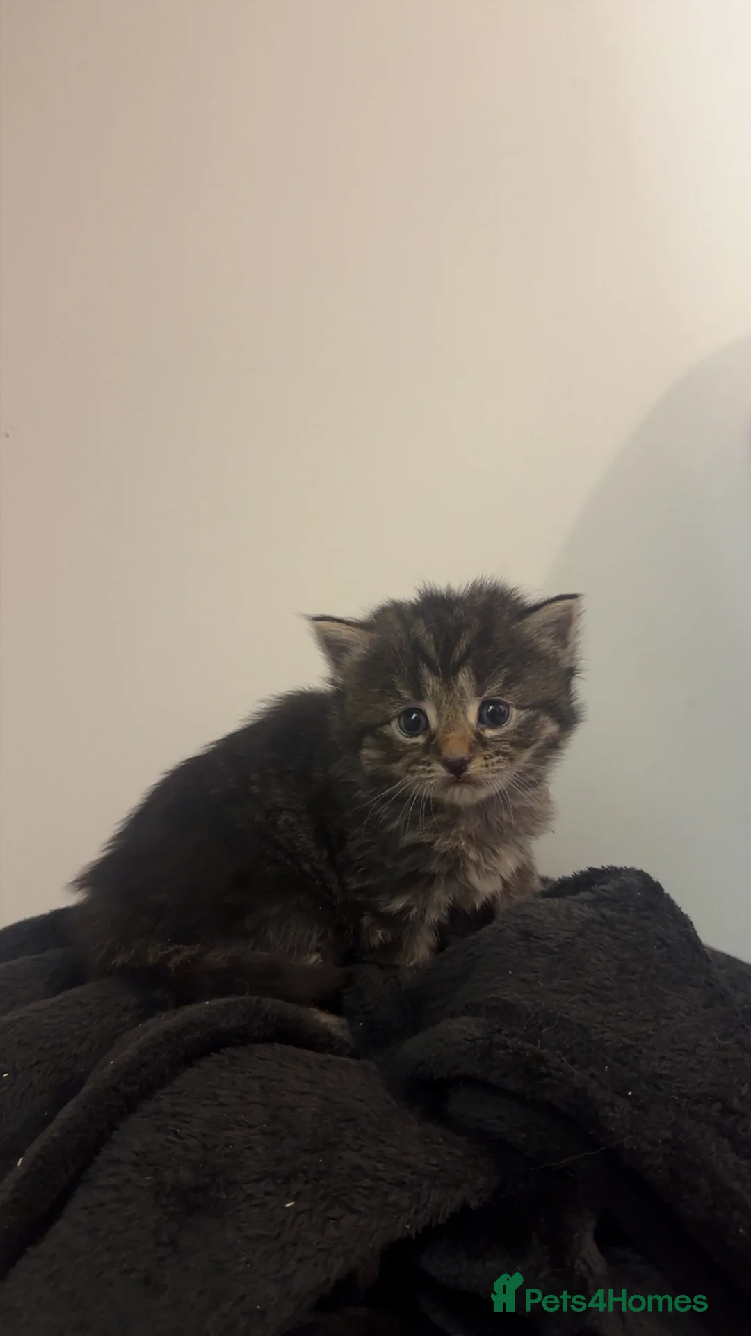 Maine Coon cats for sale: Maine Coon X Kittens - Advert 3