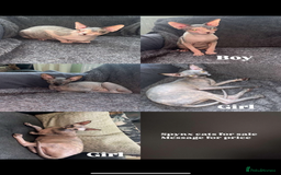 Sphynx cats for sale: Sphynx - Image 7