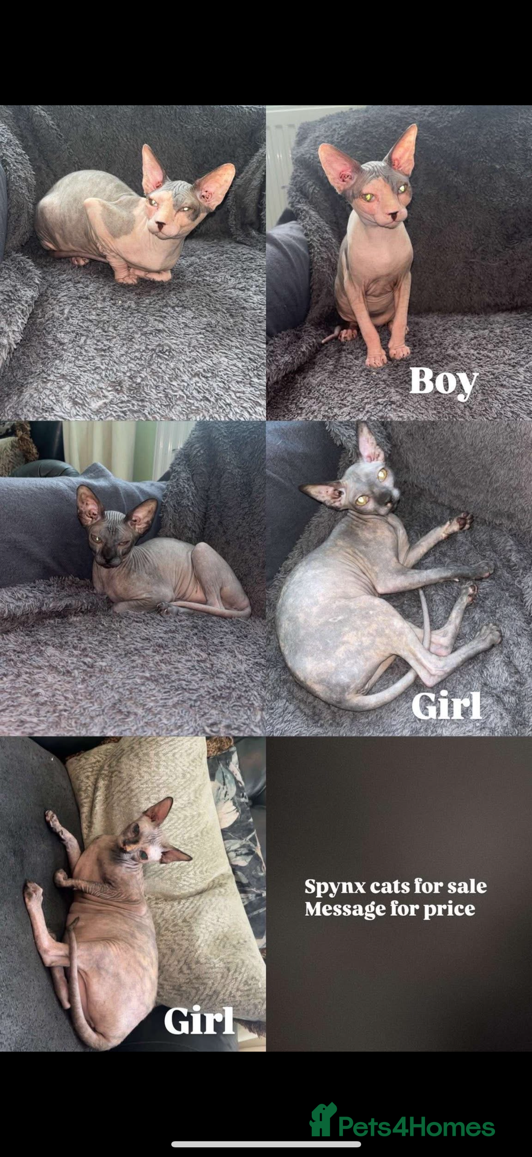 Sphynx cats for sale: Sphynx - Image 7