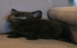 British Shorthair cats for sale: Gorgeous Black Female BSH Cross kitten - Image 1