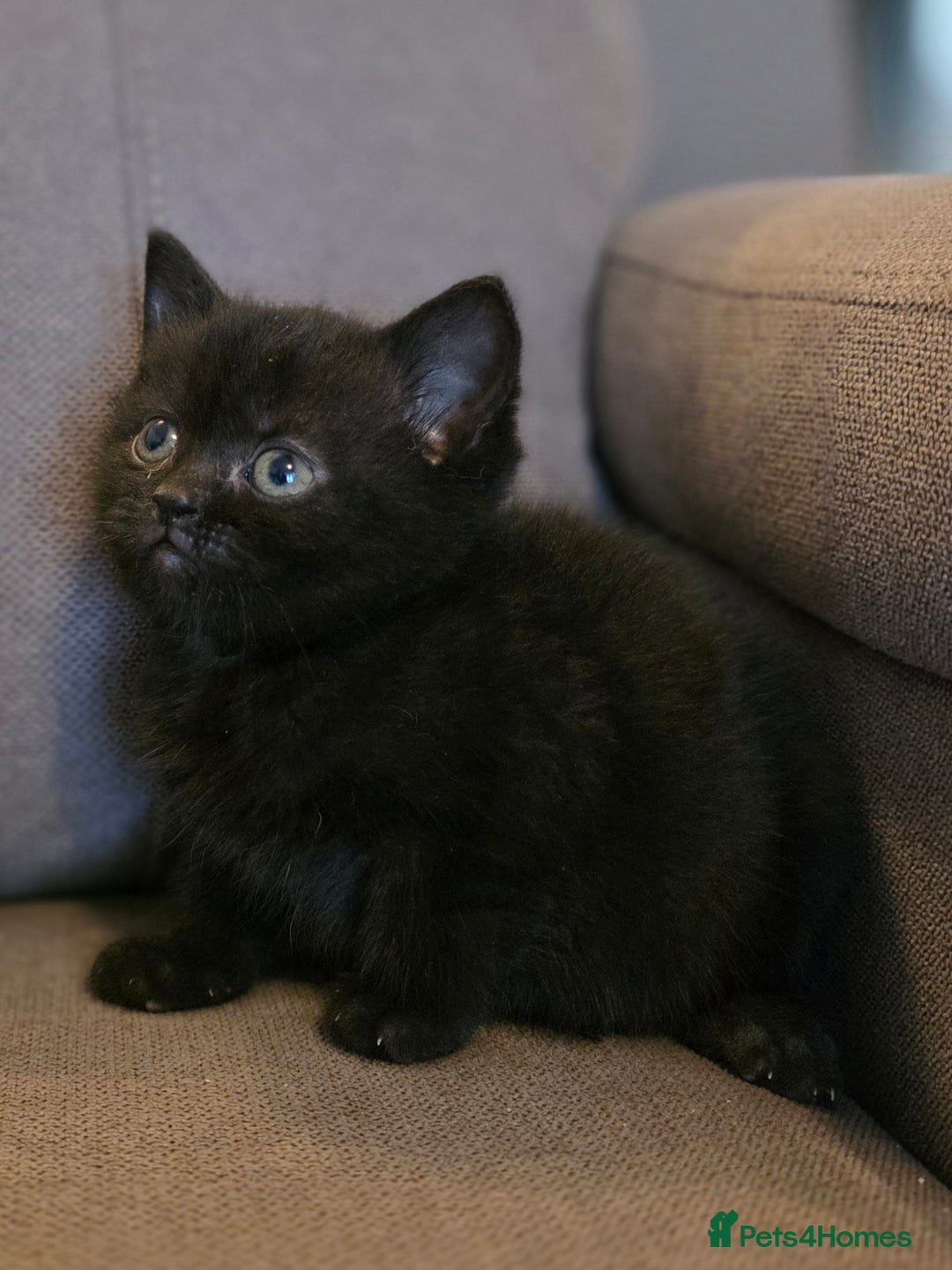 British Shorthair cats for sale: Gorgeous Black Female BSH Cross kitten - Image 1